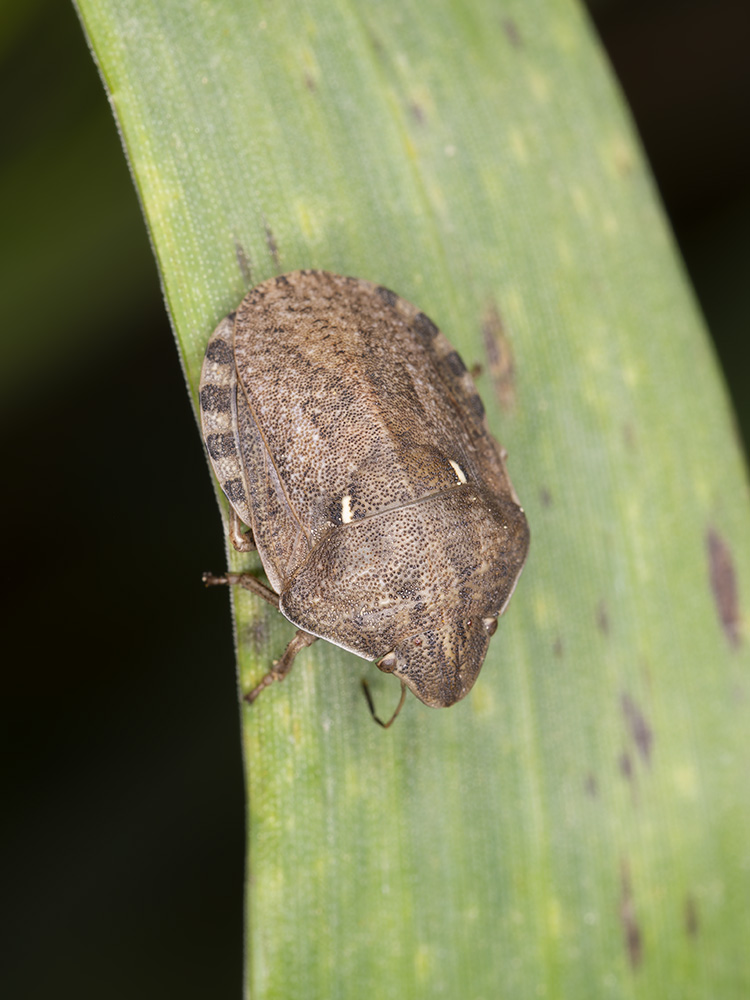 Eurygaster maura?